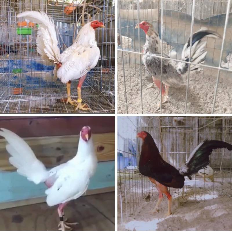 Cách nuôi gà Cuban đạt phong độ đỉnh cao