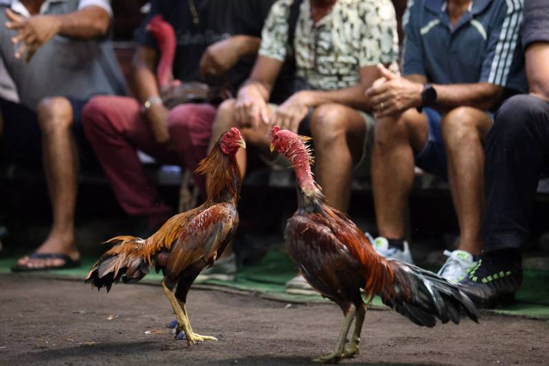 Cách xác định thắng thua trong luật đá gà Campuchia