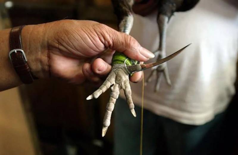 Cấu tạo và cách gắn cựa dao