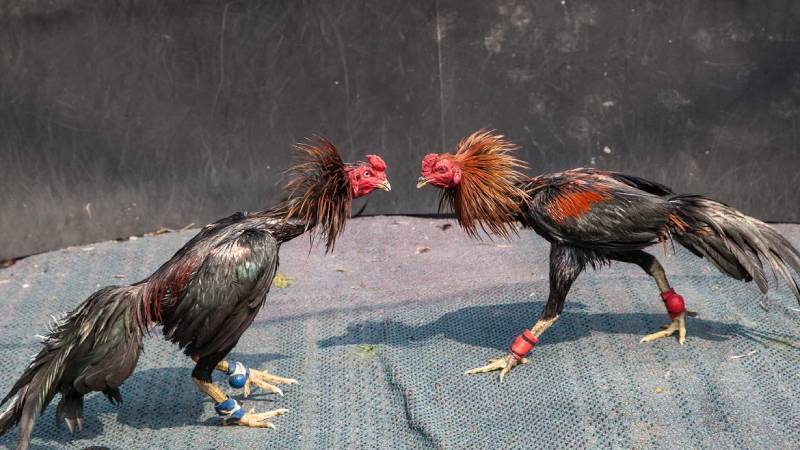 Đặc điểm riêng của đá gà Campuchia: Cựa dao và phong cách chiến đấu