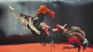 Kinh Nghiem Cuoc Da Ga Cua Sat Cua Dan Choi Lao Luyen