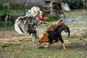 Luật Chơi Đá Gà Campuchia Chuẩn Nhất Tránh “Thua Oan”