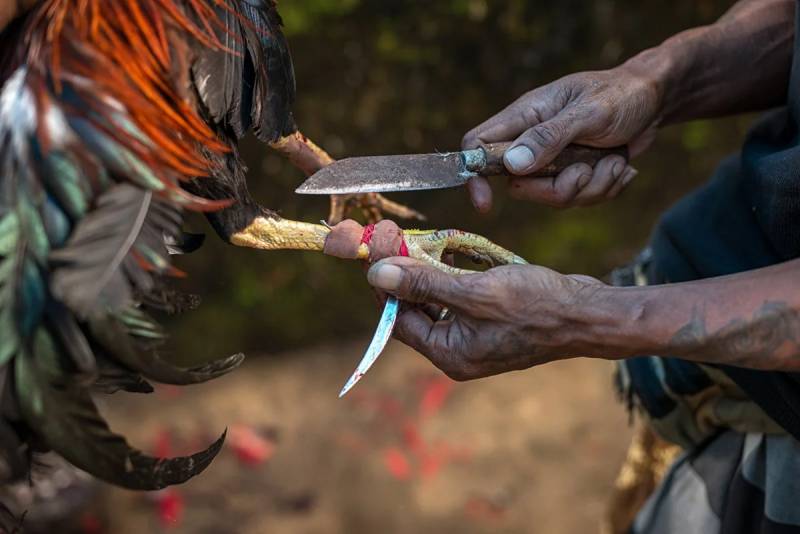 Nguồn gốc và sự phát triển của đá gà cựa dao