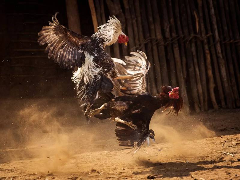 Những yếu tố tạo nên chiến thắng trong đá gà cựa dao